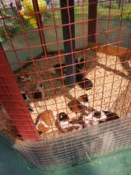 -萌宠亲子动物乐园(槐房万达店)