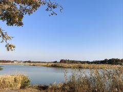 -贡湖湾湿地公园