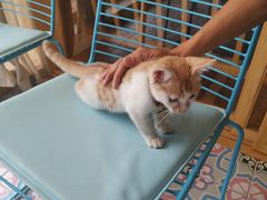 -猫的天空之城概念书店(束河店)