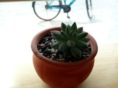-沪上阿姨·精选茶饮(燕郊富地广场店)