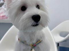 -翊宠yipet猫狗购宠庄园犬舍•猫舍