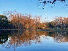 -上海共青森林公园