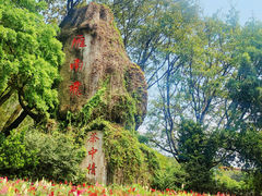 -雁南飞茶田景区
