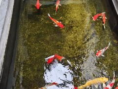 -鲤院·新中式美学·庭院餐厅(夫子庙店)