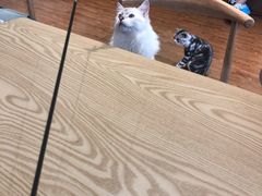 -绒爪撸猫下午茶·猫咖