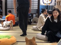 -逗柴咖啡屋·狗咖猫咖宠物桌游