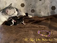-宠爱国际动物医院·消化内科·心肾内科·ISFM猫友好(望京店)