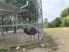 -苏州太湖西山岛开心农场