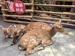 -正佳雨林生态植物园