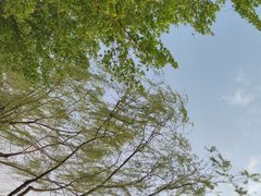 -大兴滨河森林公园