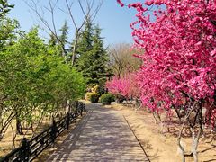 -大兴滨河森林公园