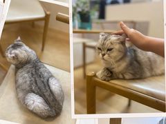-猫咪派对(江南西店)