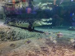 -迪拜水族馆及水下动物园