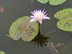 -国家植物园南园