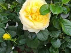 -人民公园(罗湖区)