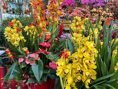 -溪岸路花鸟市场