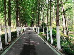 -合肥滨湖国家森林公园