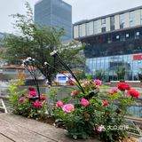 那时候还是抵用券的活动,人均几十上班吃的午餐