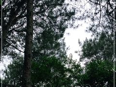 -铁山坪森林公园