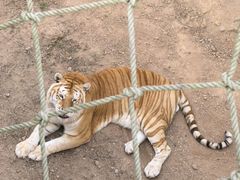 -西霞口神雕山野生动物世界