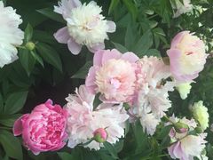 iphone_upload_pic-景山公园
