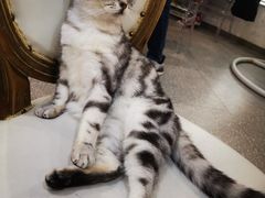 -共舞时光猫咖·狗咖(新街口店)