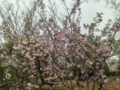 -昆山城市生态森林公园