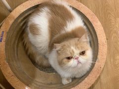 -滚猫咖啡·猫咖·猫友好撸猫(未来城店)