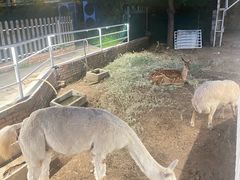 -丽泽山庄·生态怀柔菜·虹鳟鱼(红螺寺店)