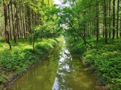 -黄海国家森林公园