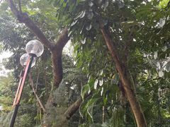 -九龙公园