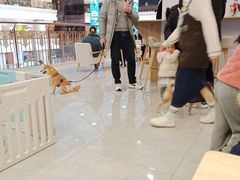 -柴犬小屋·柴餐厅·狗咖食堂(金鼎广场店)