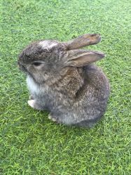 -萌宠亲子动物乐园(槐房万达店)