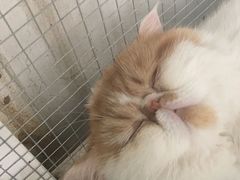 -喵屿·大理花园猫咖