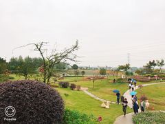 -紫颐香薰山谷景区