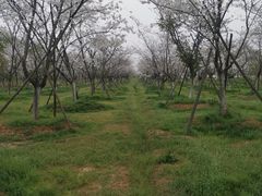 -天王浮山樱花园