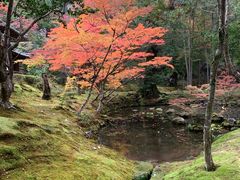 -西芳寺(苔寺)