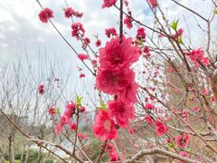 -广东花都湖国家湿地公园