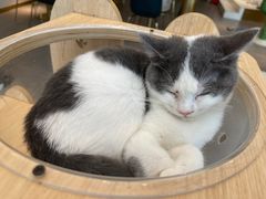 -飞行喵MR PILOT|猫舍·猫咖(静安大融城店)