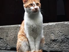-鸣鹤古镇