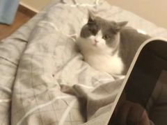 -欣宠猫屋·矮脚拿破仑·蓝金金渐层