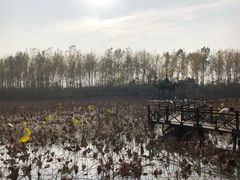 -合肥滨湖国家森林公园