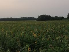 -梁鸿国家湿地公园