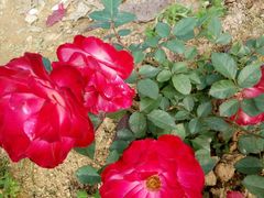 -松山湖梦幻百花洲