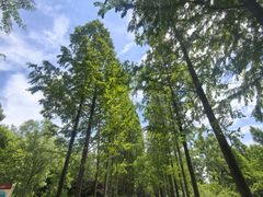 -昆山城市生态森林公园