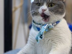 -柴迷FANS CLUB·柴犬狗咖·猫咖