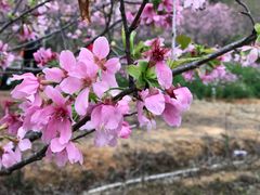 -天适樱花悠乐园