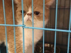 -瑞鹏宠物医院·骨科·猫科·内科(第一中心)
