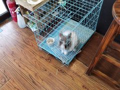 -志龙皇冠吃货椰子铺