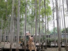 -桉树林A coffee 森林餐厅(三圣乡店)